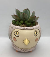 Baby Birdie Pink Planter by Allen Designs. Pictured planted with an Echeveria succulent and String of Pearls plant
