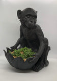 Monkey Bowl by White Moose planted with String of Pearls succulent