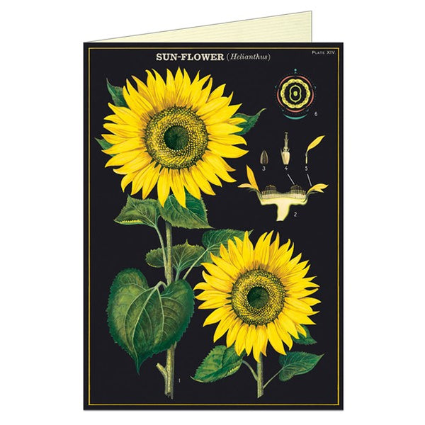 Sunflower Vintage Greeting Card by Cavallini & Co