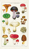Mushroom and Fungi Vintage Cotton Tea Towel by Cavallini and Co