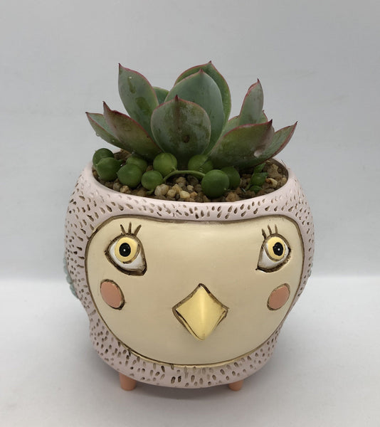 birdie plant pot Baby Birdie Pink Planter by Allen Designs – So Succulent Melbourne