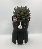 Baby black cat planter by Allen Designs. Pictured planted with a large aloe