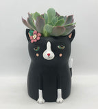Baby black cat planter by Allen Designs. Pictured planted with an Echeveria succulent