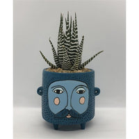 Baby Blue Hairy Jack Planter by Allen Designs. Pictured planted with an aloe