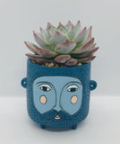 Baby Blue Hairy Jack Planter by Allen Designs. Pictured planted with an echeveria succulent