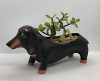 Baby Dachshund Planter by Allen Designs. Pictured planted with succulents