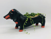 Baby Dachshund Planter by Allen Designs. Pictured planted with String of Pearls succulent