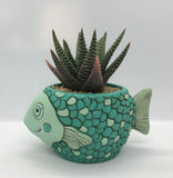 Baby fish planter by Allen Designs. Pictured planted with an aloe