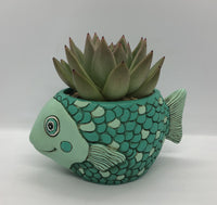 Baby fish planter by Allen Designs. Pictured planted with an Echeveria succulent