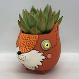 Allen Designs Baby Fox Planter. Pictured planted with an echeveria succulent