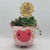 Allen Designs Baby Pig Planter. Pictured planted with succulents and featuring an 'I dig you' timber plant tag by Melbourne's Bibbidi Bub