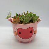 Allen Designs baby pig planter. Pictured planted with a variety of succulents