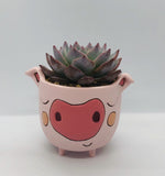 Baby pig planter by Allen Designs. Pictured with echeveria succulent