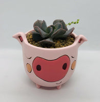Baby pig planter by Allen Designs. Pictured with echeveria succulent and string of pearls as the pig's tail
