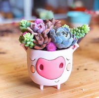 Baby pig planter by Allen Designs. Pictured with a variety of colourful succulents
