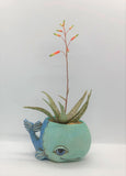 Allen Designs Baby Whale Planter. Pictured planted with an Aloe Quicksilver in bloom