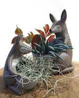 Kangaroo Planter and Baby Kangaroo Planters by Allen Designs. Pictured planted with Chalksticks succulent and Old Man's Beard air plant