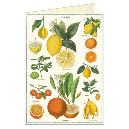 Citrus Vintage Greeting Card by Cavallini and Co