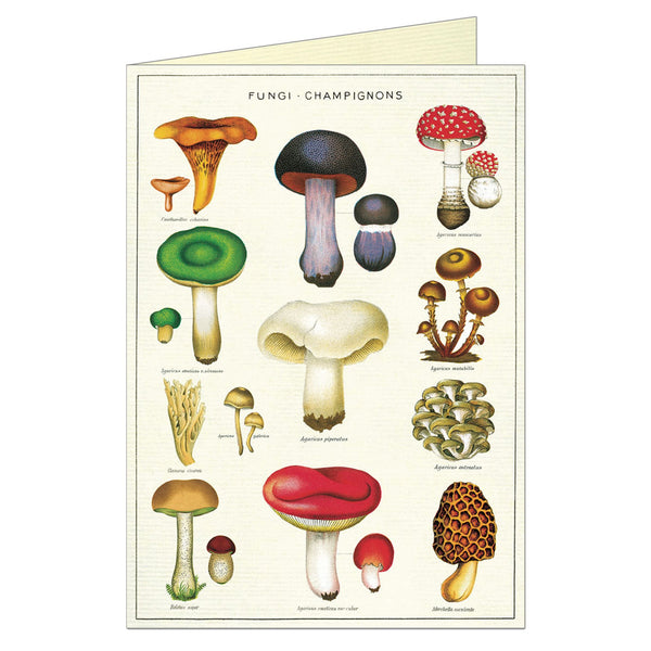 Mushroom and Fungi Vintage Greeting Card by Cavallini and Co