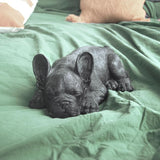 Sleeping Frenchie by White Moose