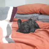 Sleeping Frenchie by White Moose