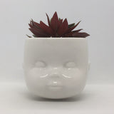Baby Doll Head Planter by You, Me and Bones. Pictured planted with a red pepperomia indoor plant